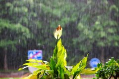 <b>今天二月二龙昂首当晴和天好仍是下雨好？谜底</b>